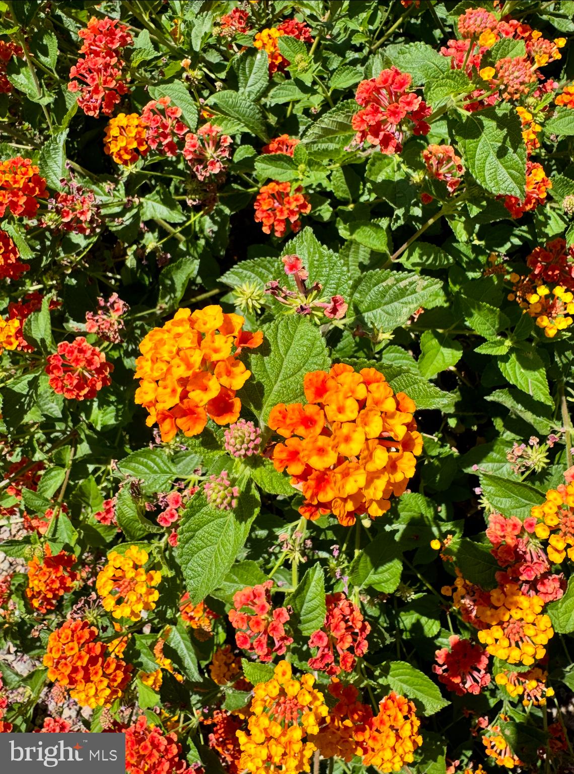 OAKTON - Residential