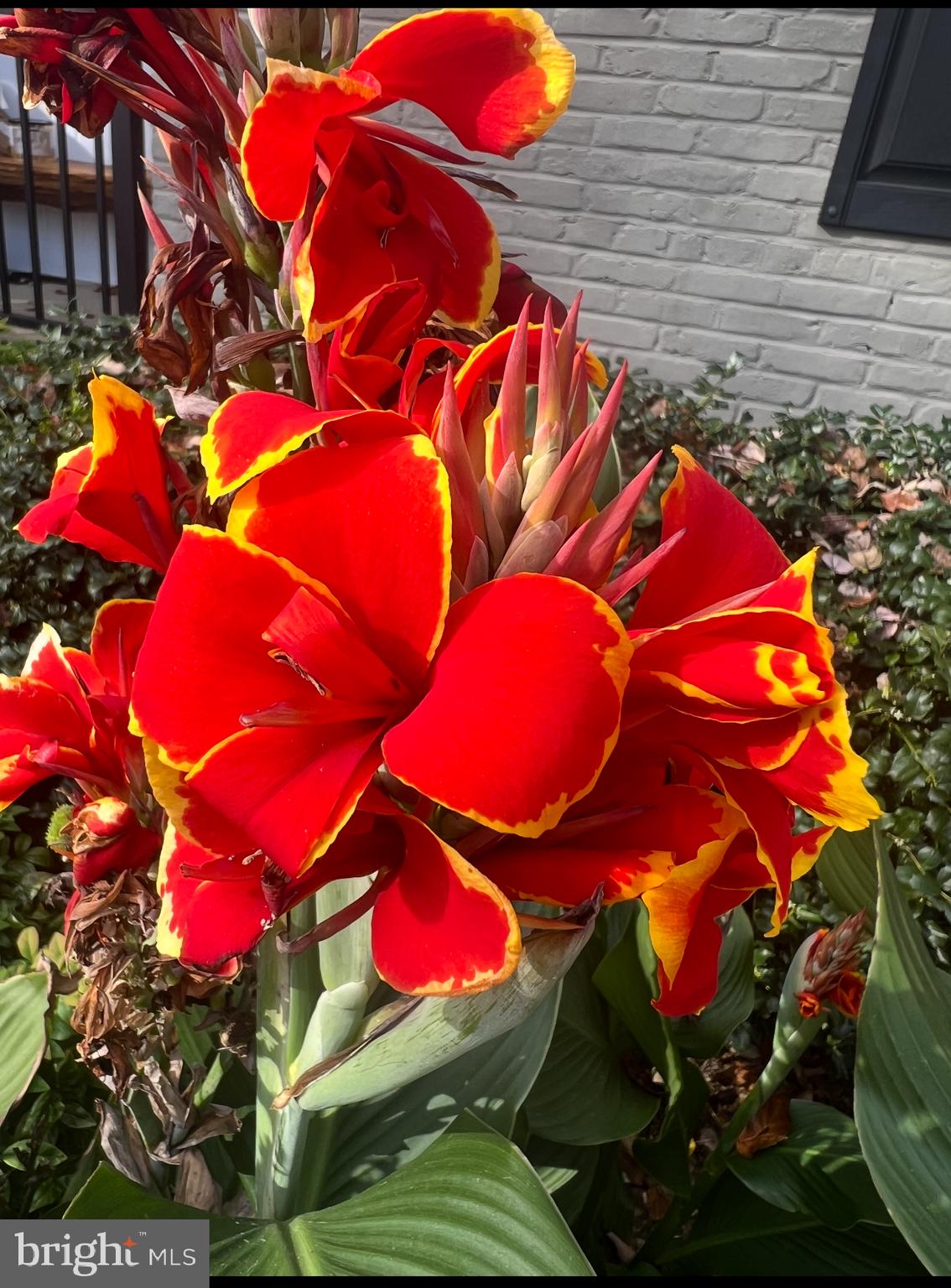 OAKTON - Residential