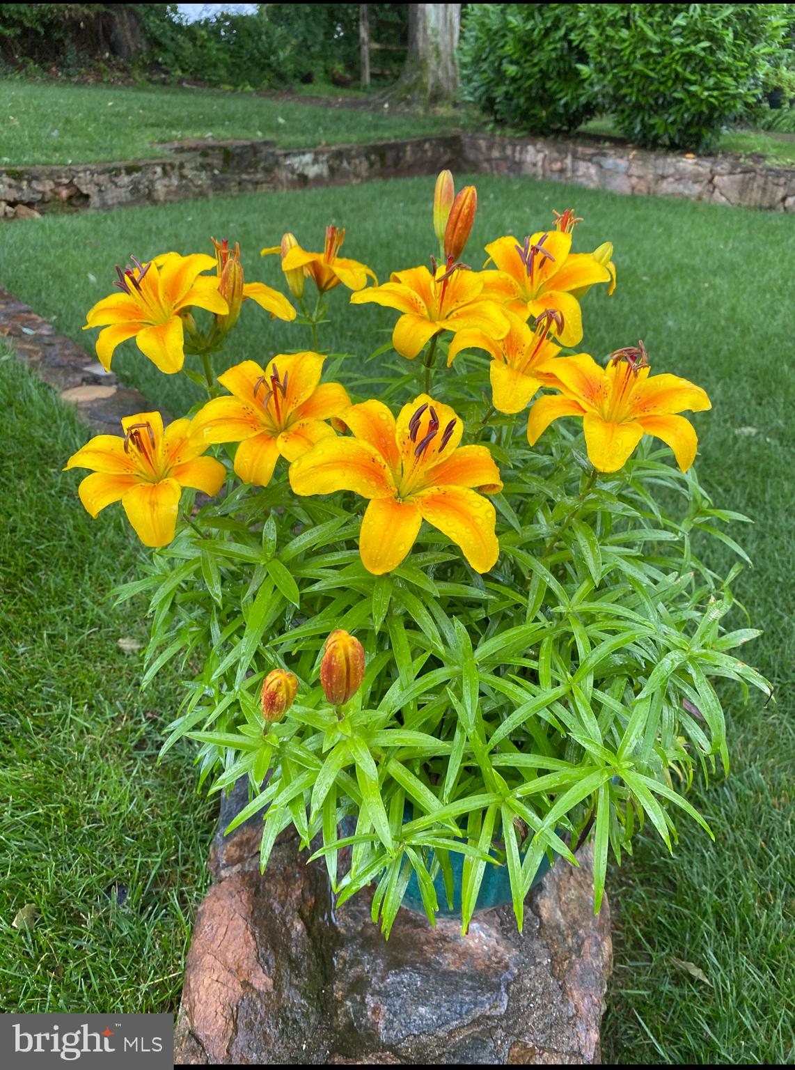 OAKTON - Residential