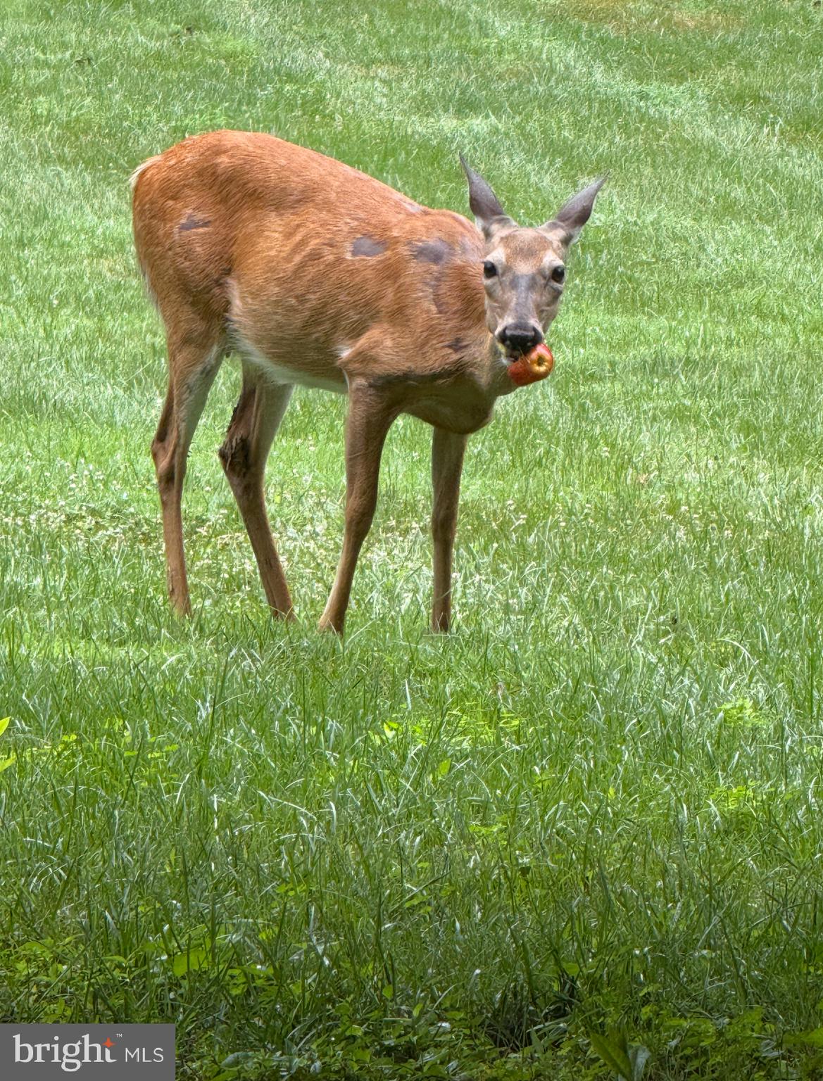 OAKTON - Residential