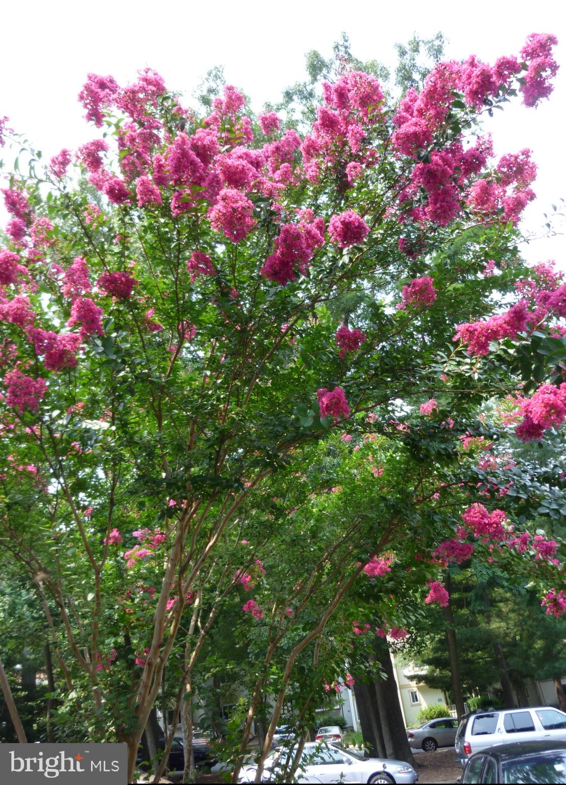 OAKTON - Residential