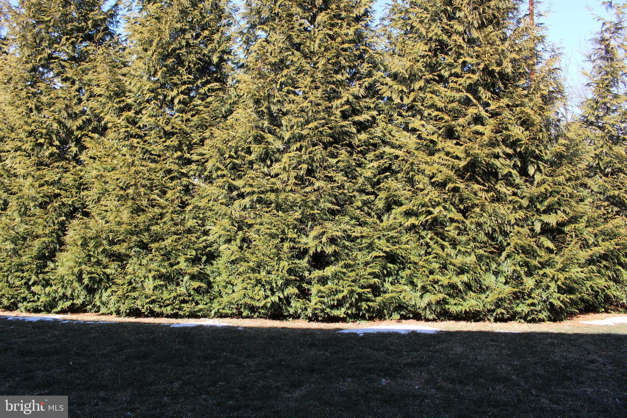 SPRING ROCK - Residential Lease