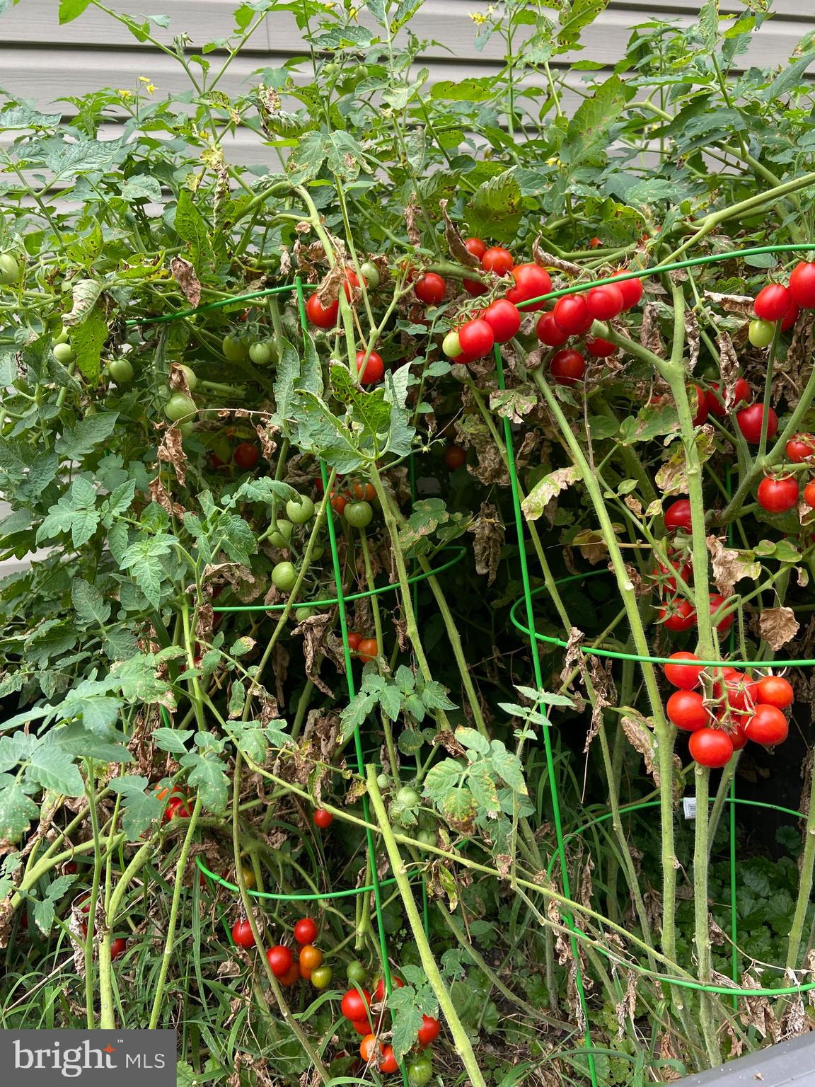 CANDLELIGHT RIDGE - Residential