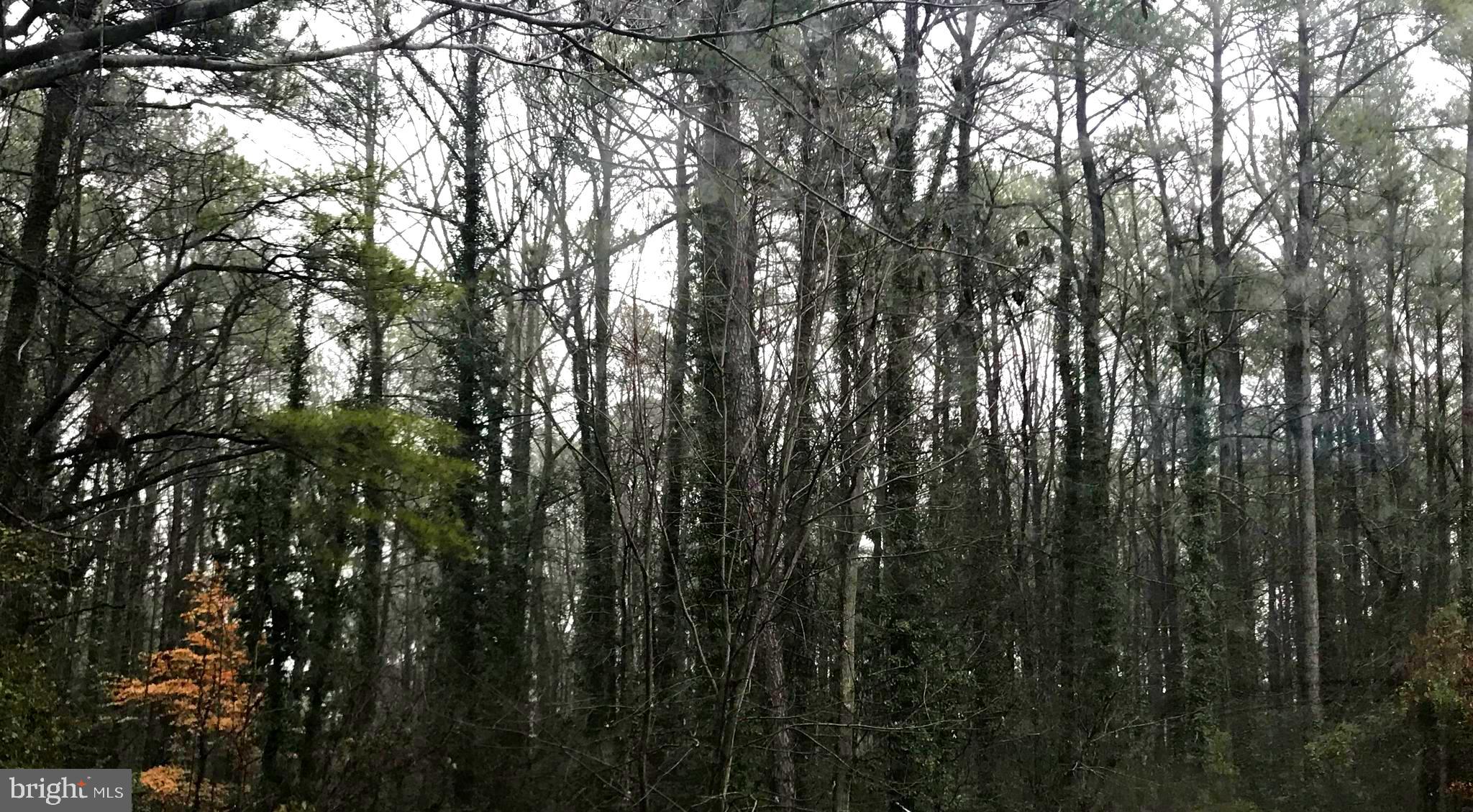This wooded 0.23-acre* Lot is in the sought-after Drum Point water-access community. Residents enjoy a private boat ramp, fishing & crabbing pier, optional Drum Point Beach Club with sandy shoreline, and quiet golf-cart-friendly streets ideal for evening dog walks. Minutes to Solomons Island marinas, waterfront dining, shops, and the newly renovated Chesapeake Hills Golf Course, yet only about 90 miles to Washington, D.C., Northern VA, and Baltimore, perfect for full-time living or a quick weekend escape. Bring your builder and imagination and start living the Chesapeake lifestyle at 215 Lessin Drive!