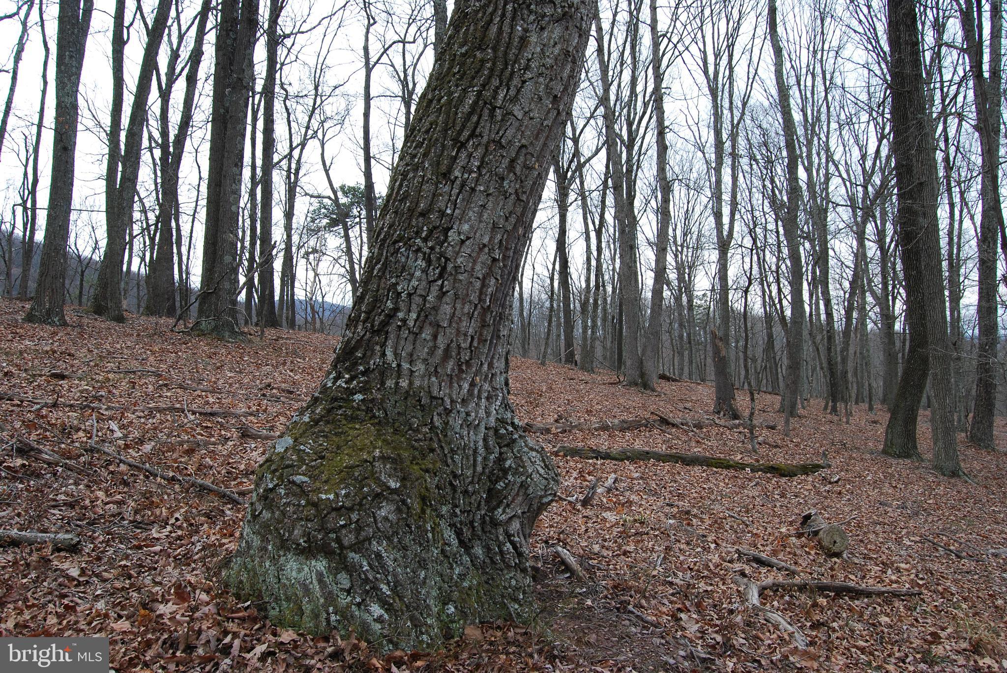 VALLEY HIGH TIMBER FARMS - Land