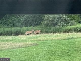 Lot 11 Blue Spruce OFF DRY HOLLOW ROAD ROAD