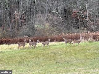 Lot 11 Blue Spruce OFF DRY HOLLOW ROAD ROAD