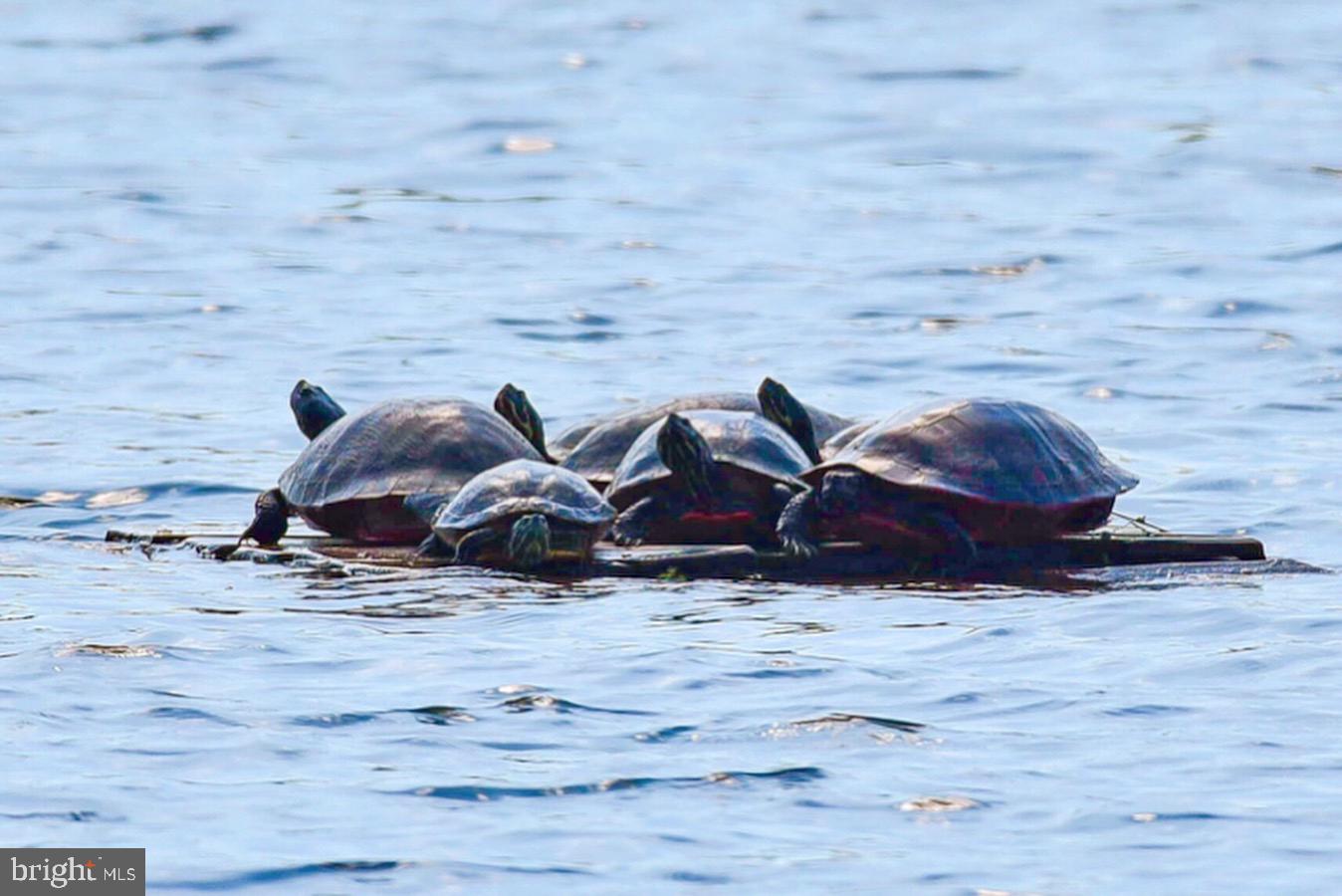 OCEAN PINES - INNERLINKS - Residential