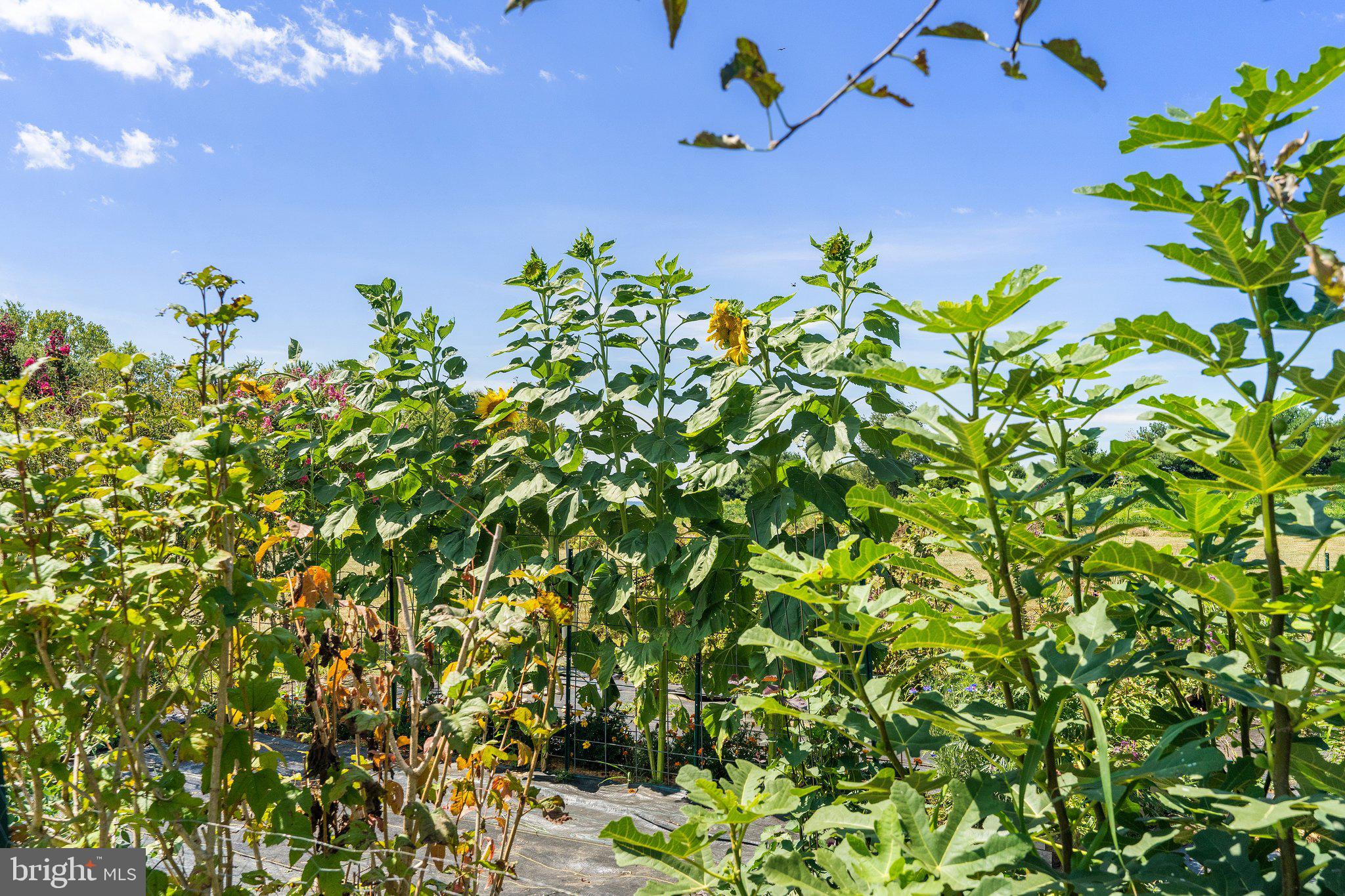 LOVETTSVILLE - Residential