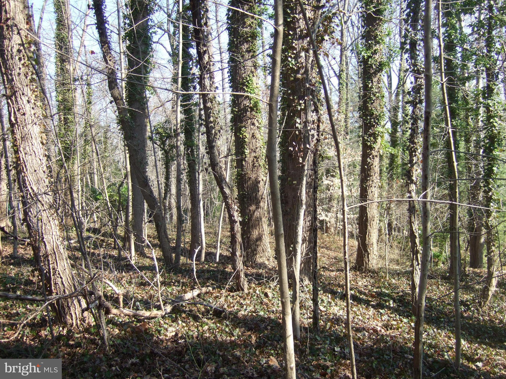 PENDENNIS MOUNT - Land