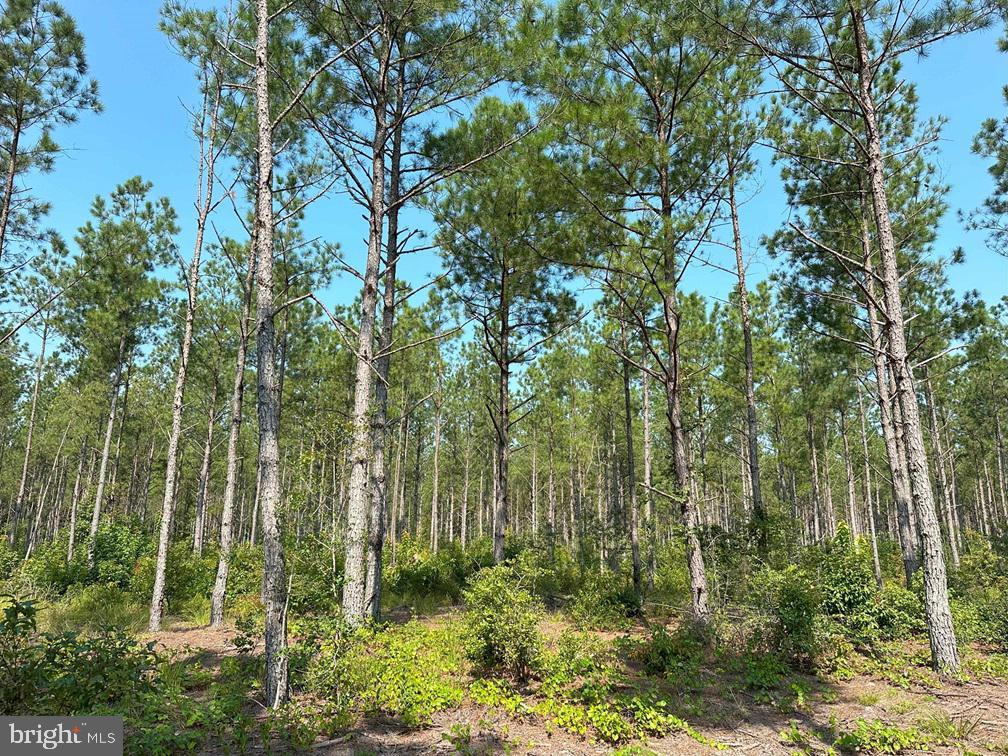 PLANK ROAD (TRACT: CHESAPEAKE SOUTHAMPTON 2)