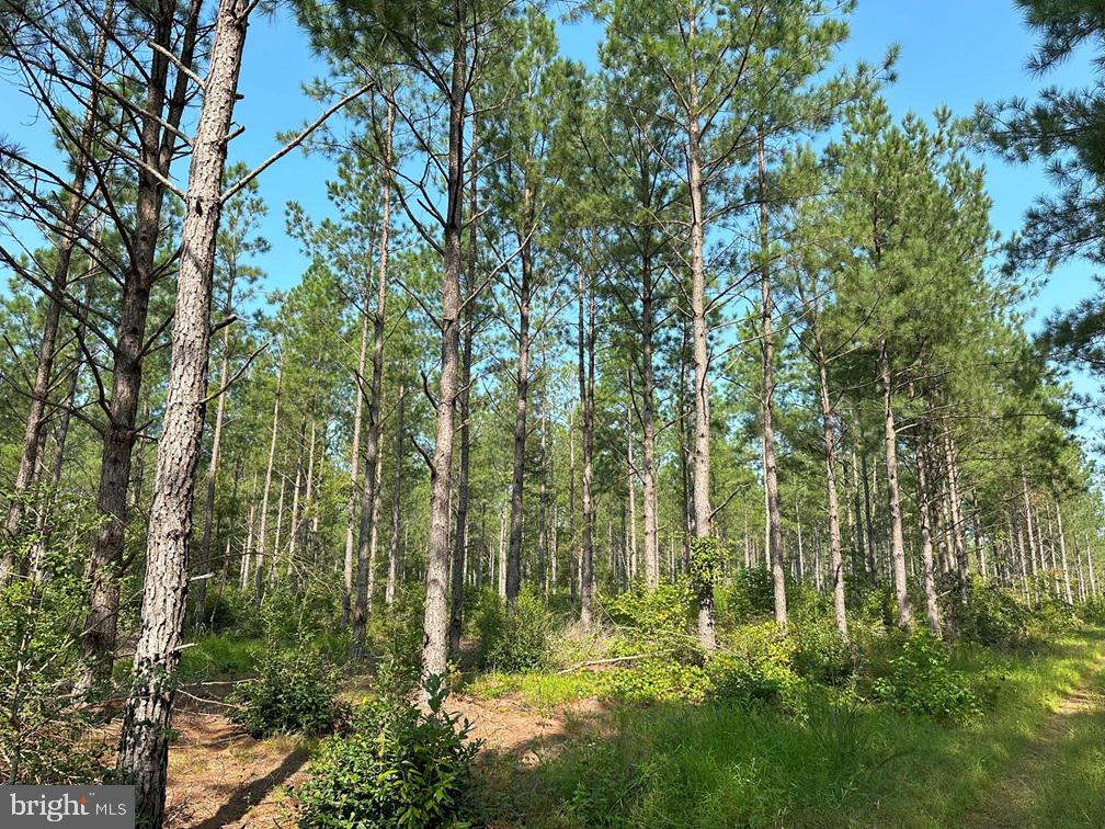 PLANK ROAD (TRACT: CHESAPEAKE SOUTHAMPTON 2)