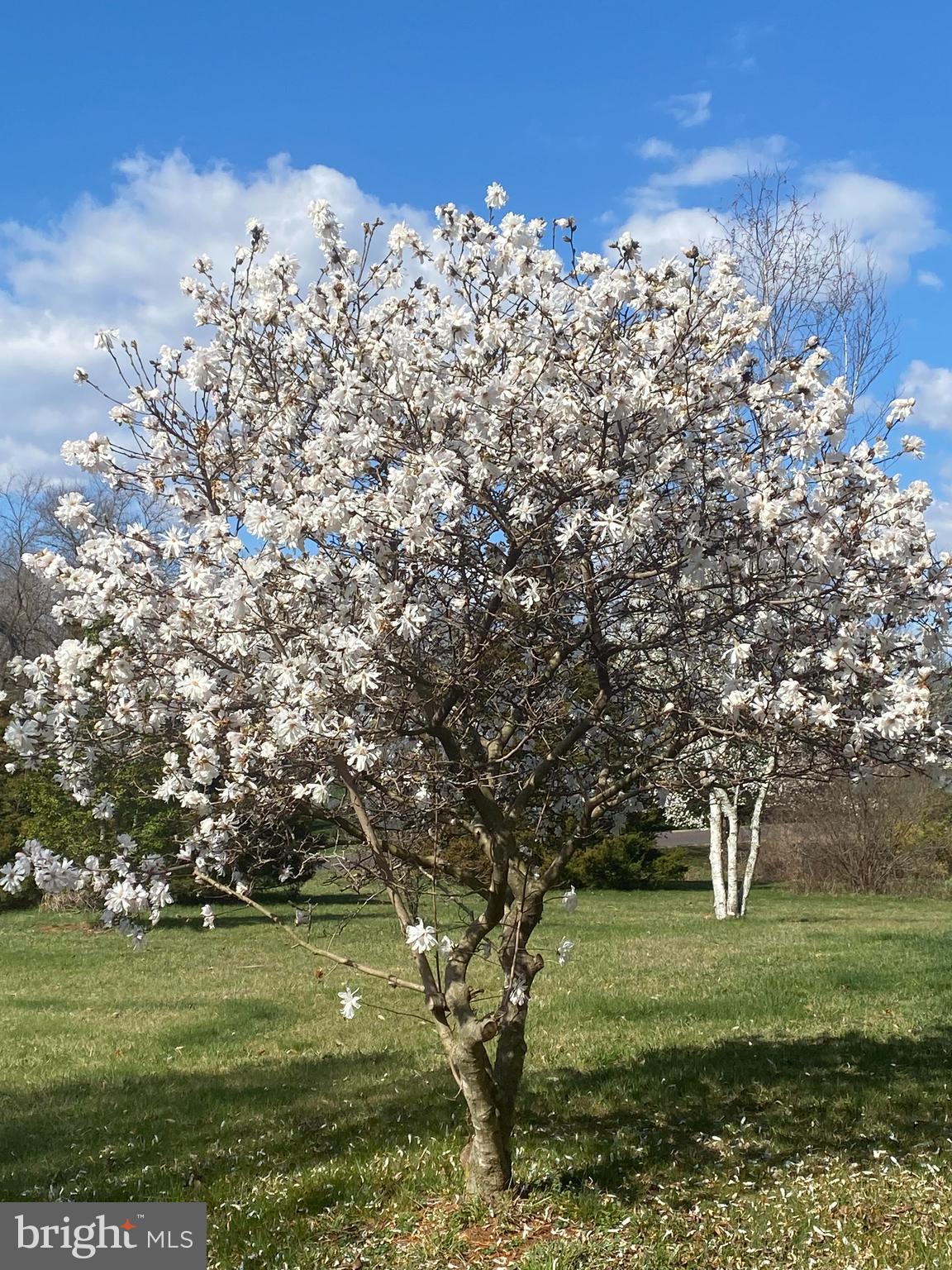 CLAIRMONT MANOR - Residential