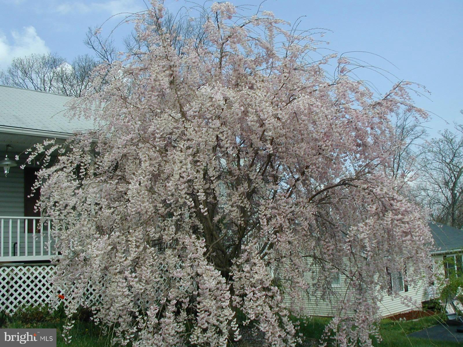 CARLISLE HEIGHTS - Residential