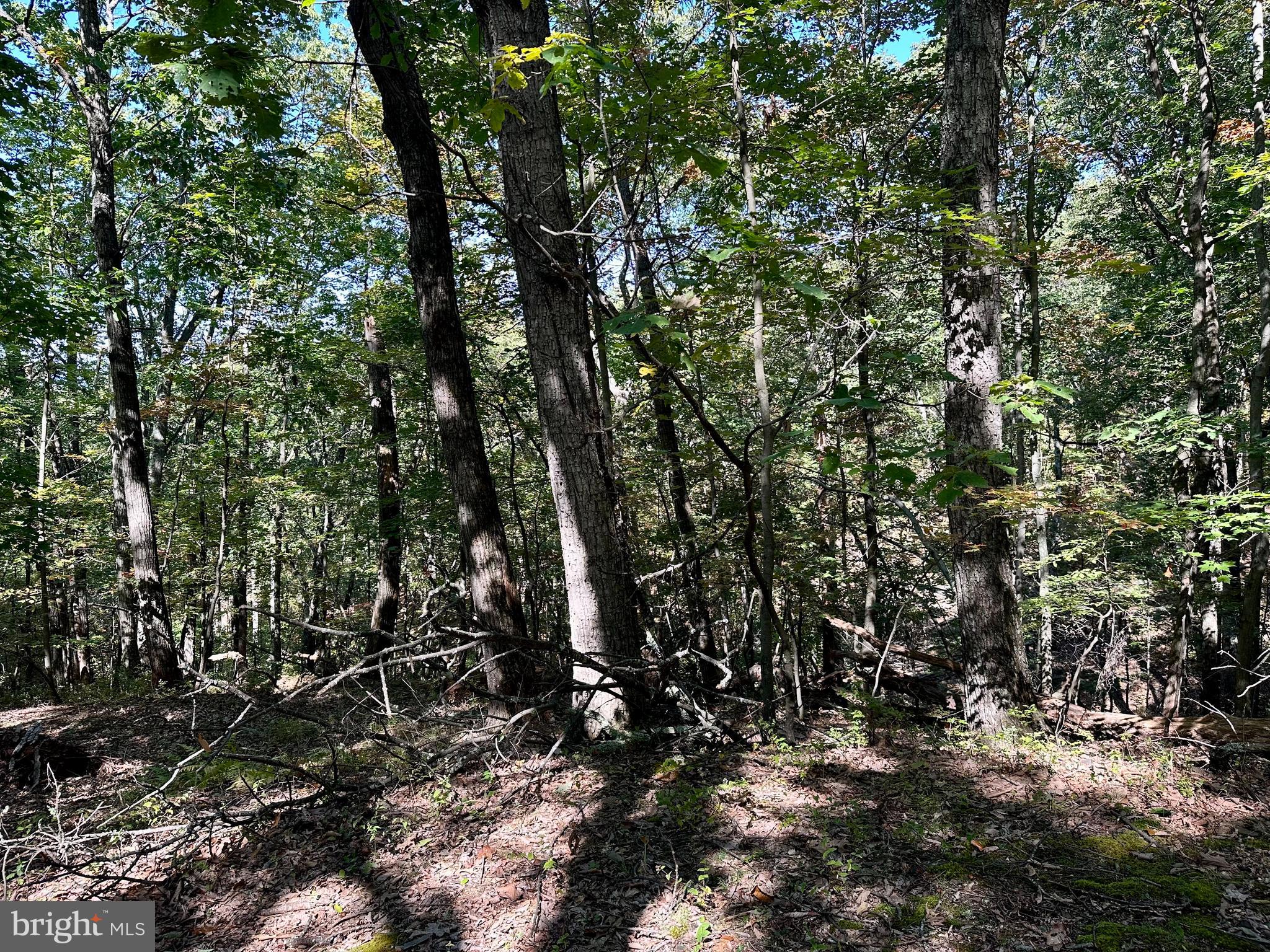 SPRING GAP MOUNTAIN - Land