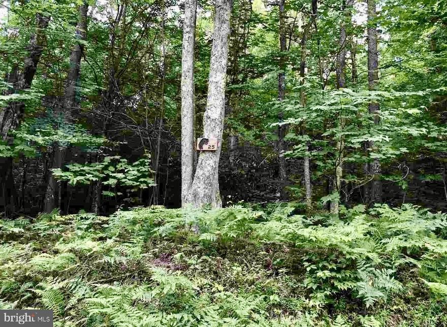 Start planning your spring 2026 build in Canaan Valley.  This 2.14 acre lot in the Old Black Bear Woods community truly feels special.   Maybe it's the evergreens and rhododendrons shading a forest floor of moss and ferns or the fact that most people drive past the community's main entrance not realizing it's even there.   It's everything we love about Canaan Valley with easy year round access.  

Important things to know since you probably plan to build if you buy this!  There is over 500 ft of road frontage.  The rear of the lot backs to US Fish and Wildlife land.   Lot lines and corners are flagged/marked.  HOA is very reasonable at $450/year.  Gas, water and electricic untilities are all available at the lot.  There is an expired Perc test on file that can be renewed with the county.   

Location is great!  About 1 mile from 32,  the lot is centrally located between the town of Davis and all three ski areas.  Mountain bikers have quick access to the new Chris Clower trail that connects to a massive network of trails.  Close to everything but just far enough off the beaten path to get away from it all.  Feel free to call or text with any questions.  Agent owner.   Seller will accept Bitcoin or other cryptocurrencies for payment!