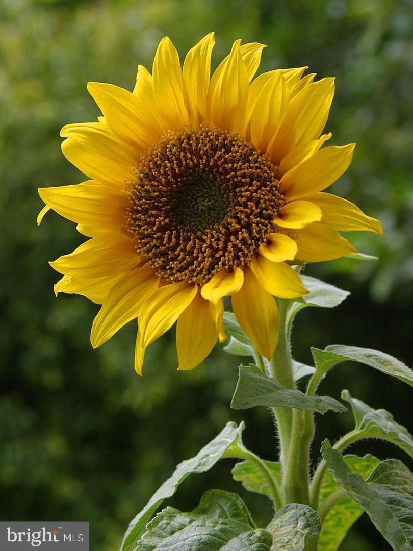 NOBLES HILL ESTATES - Residential