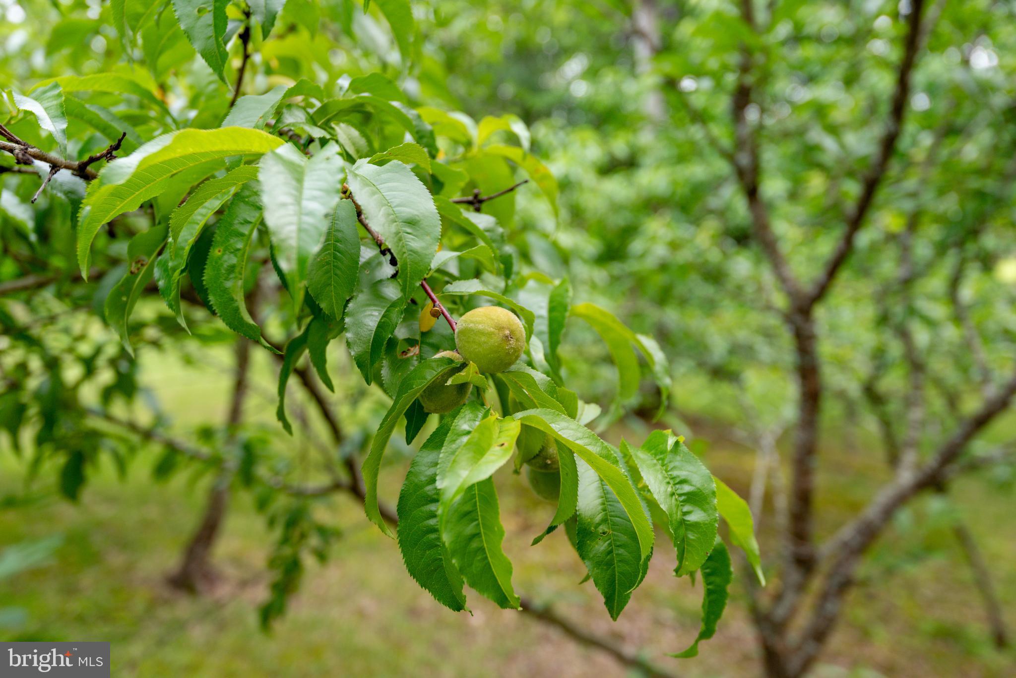 RIVERWOOD FARMS - Residential
