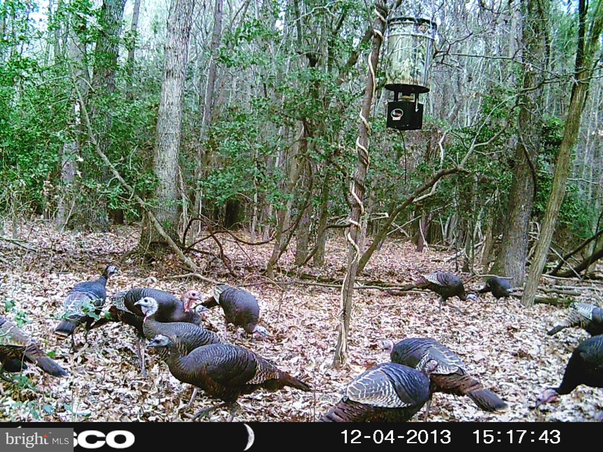 NONE AVAILABLE - Land