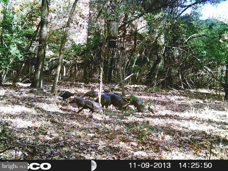 NONE AVAILABLE - Land