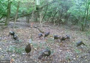 NONE AVAILABLE - Land