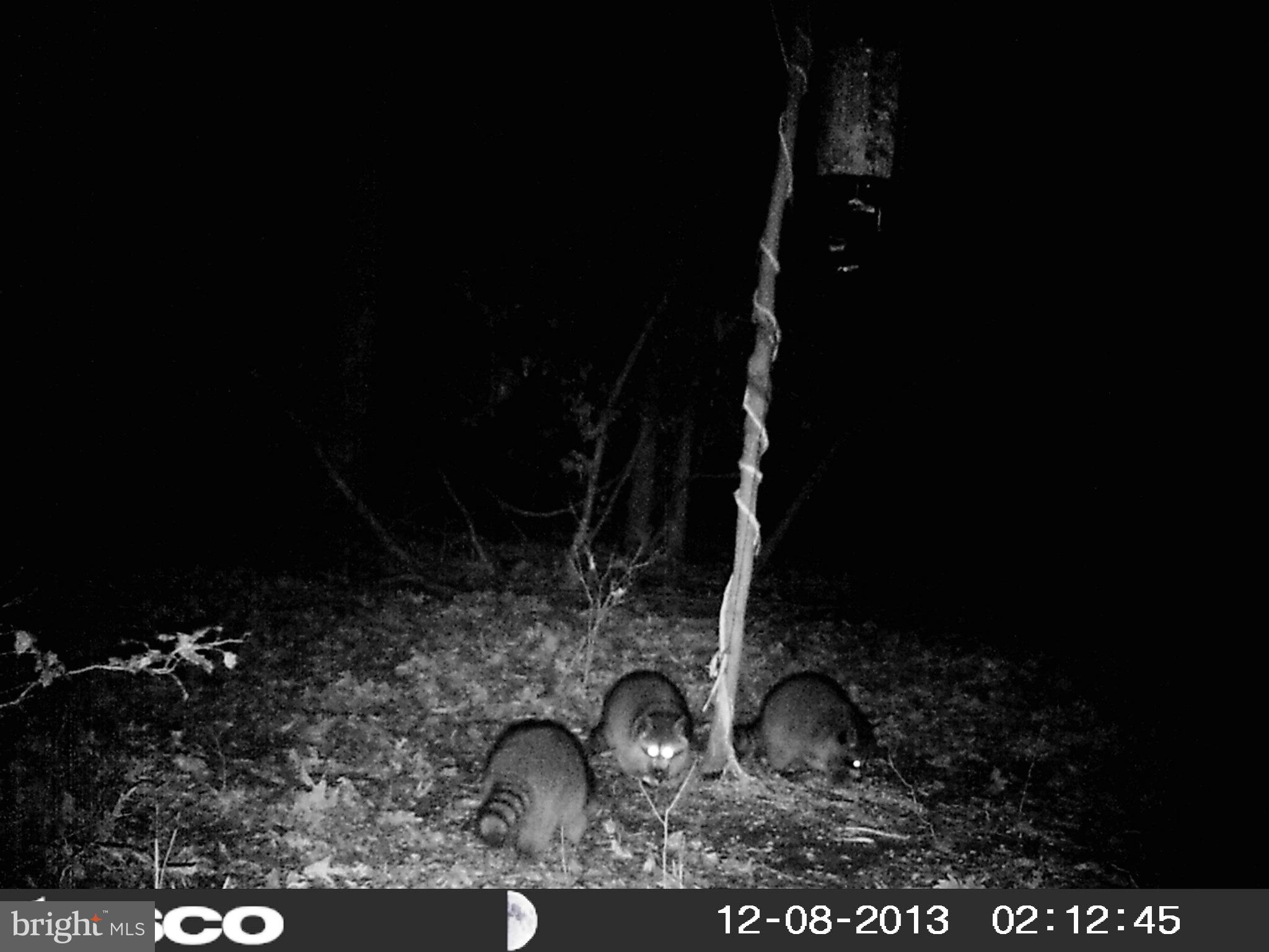 NONE AVAILABLE - Land