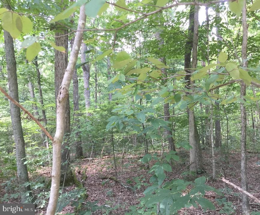 SLEEPY CREEK FOREST - Land