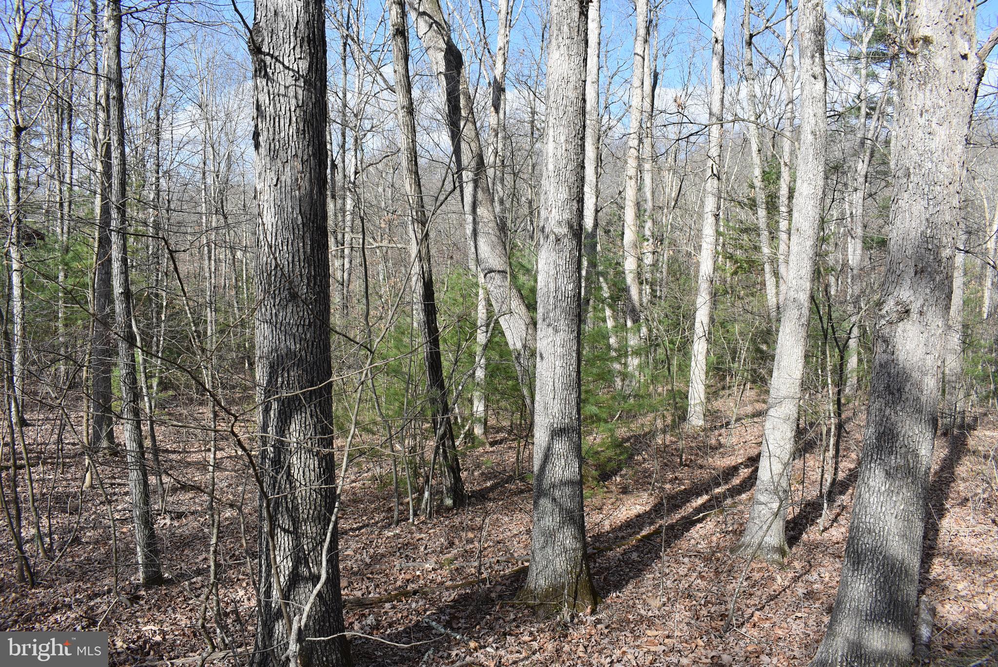 SLEEPY CREEK FOREST - Land