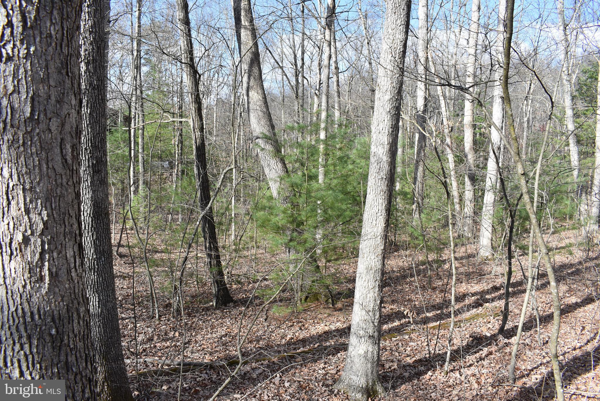 SLEEPY CREEK FOREST - Land