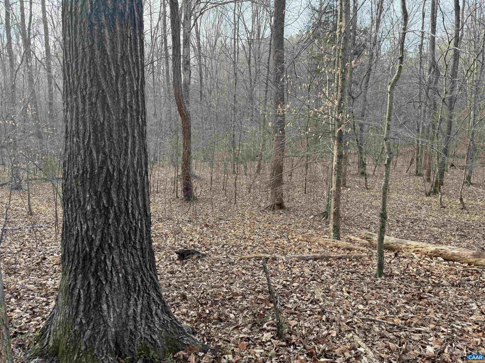 PAYNES MILL POND - Land
