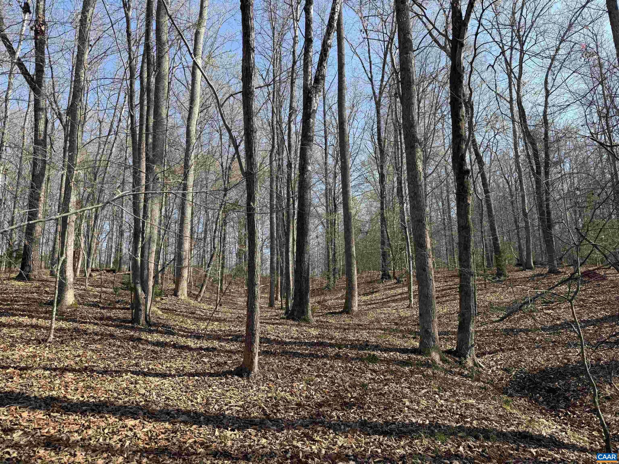PAYNES MILL POND - Land