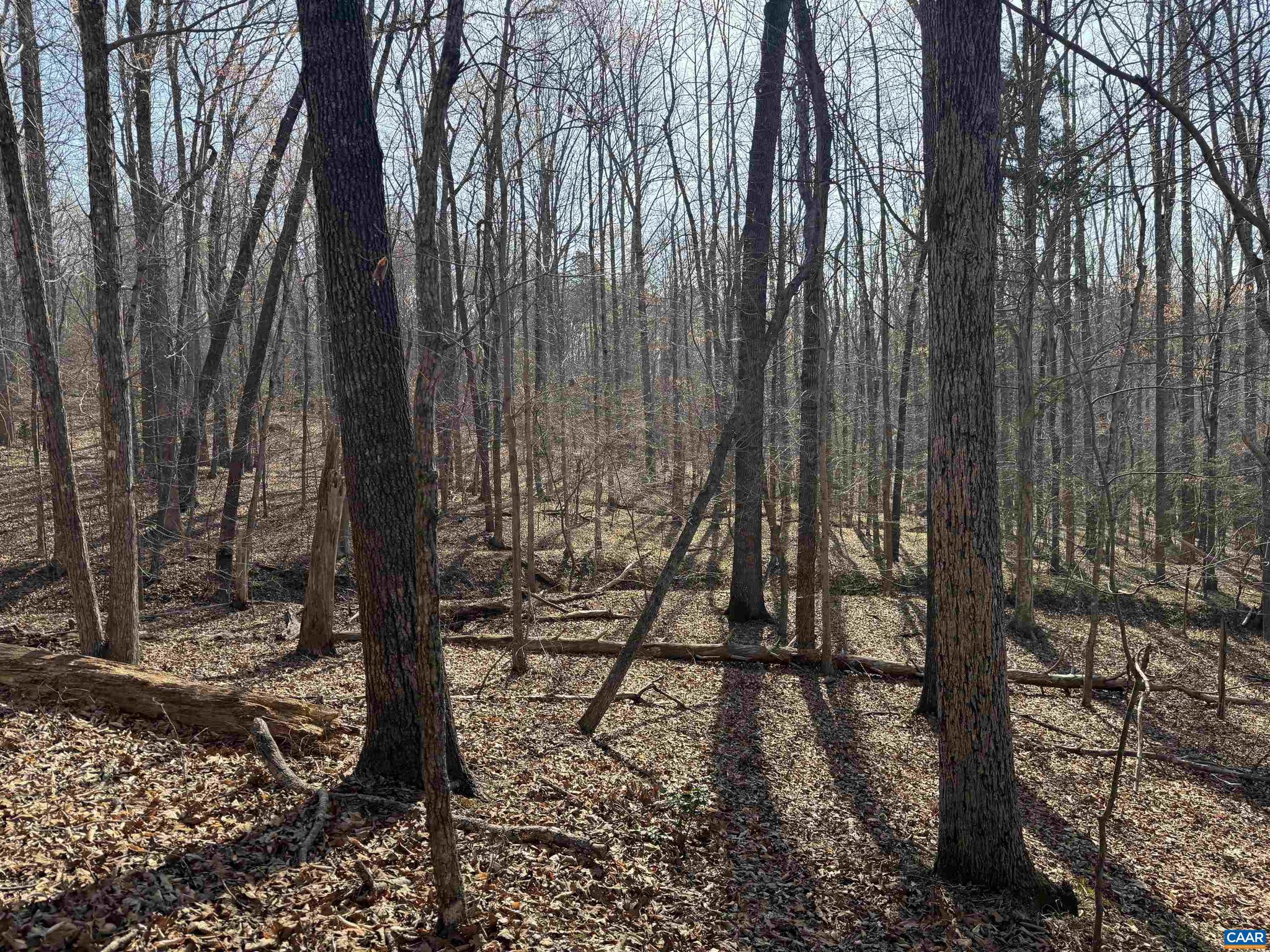 PAYNES MILL POND - Land