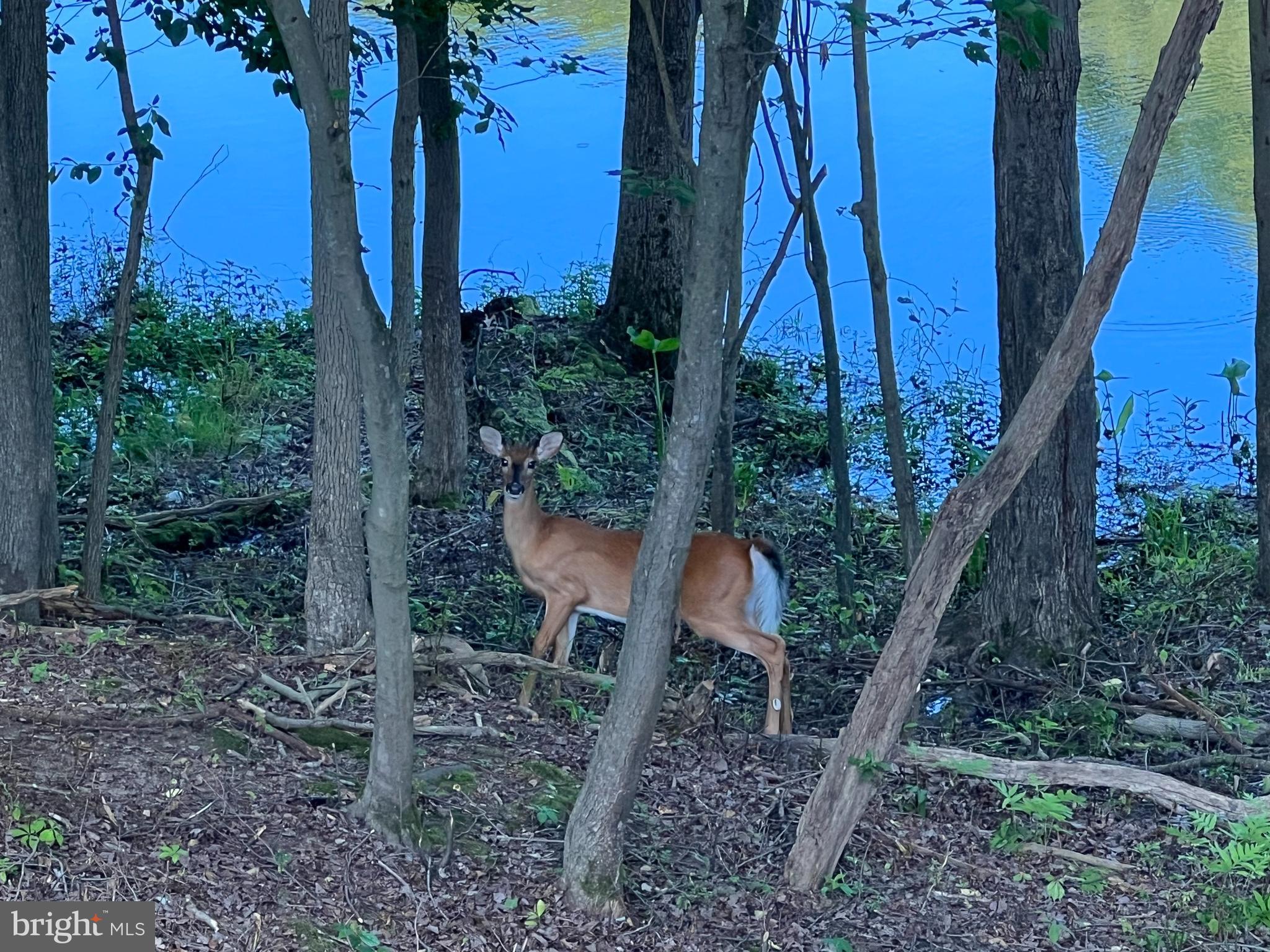 LAKE SHORE - Residential