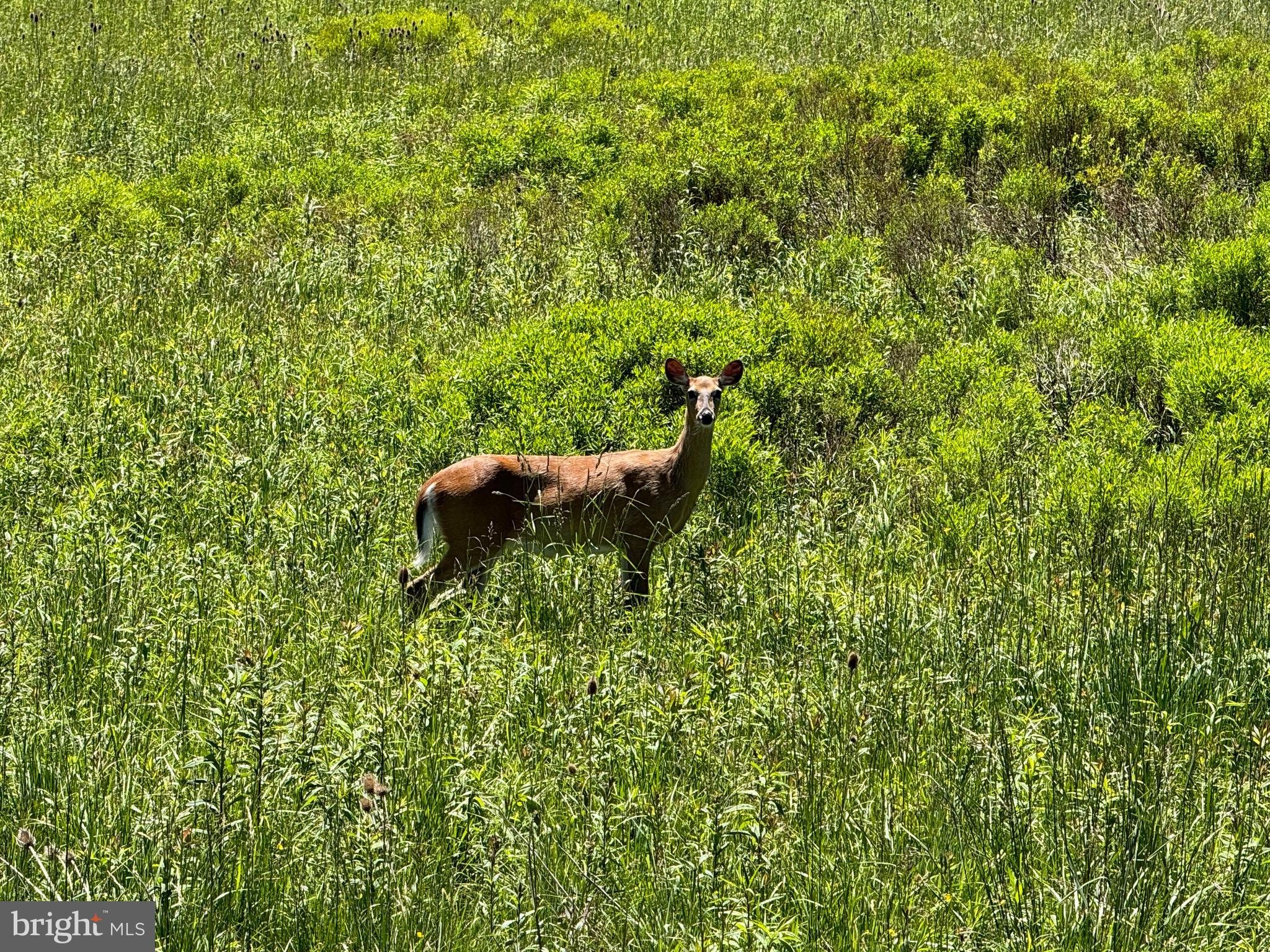 WINDWOOD FLY IN RESORT - Land