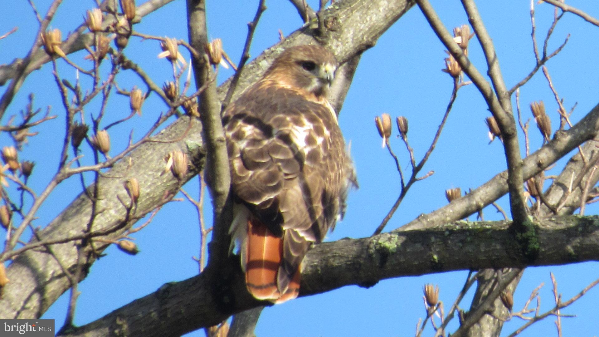 CHELSEA OF NOTTINGHAM - Residential