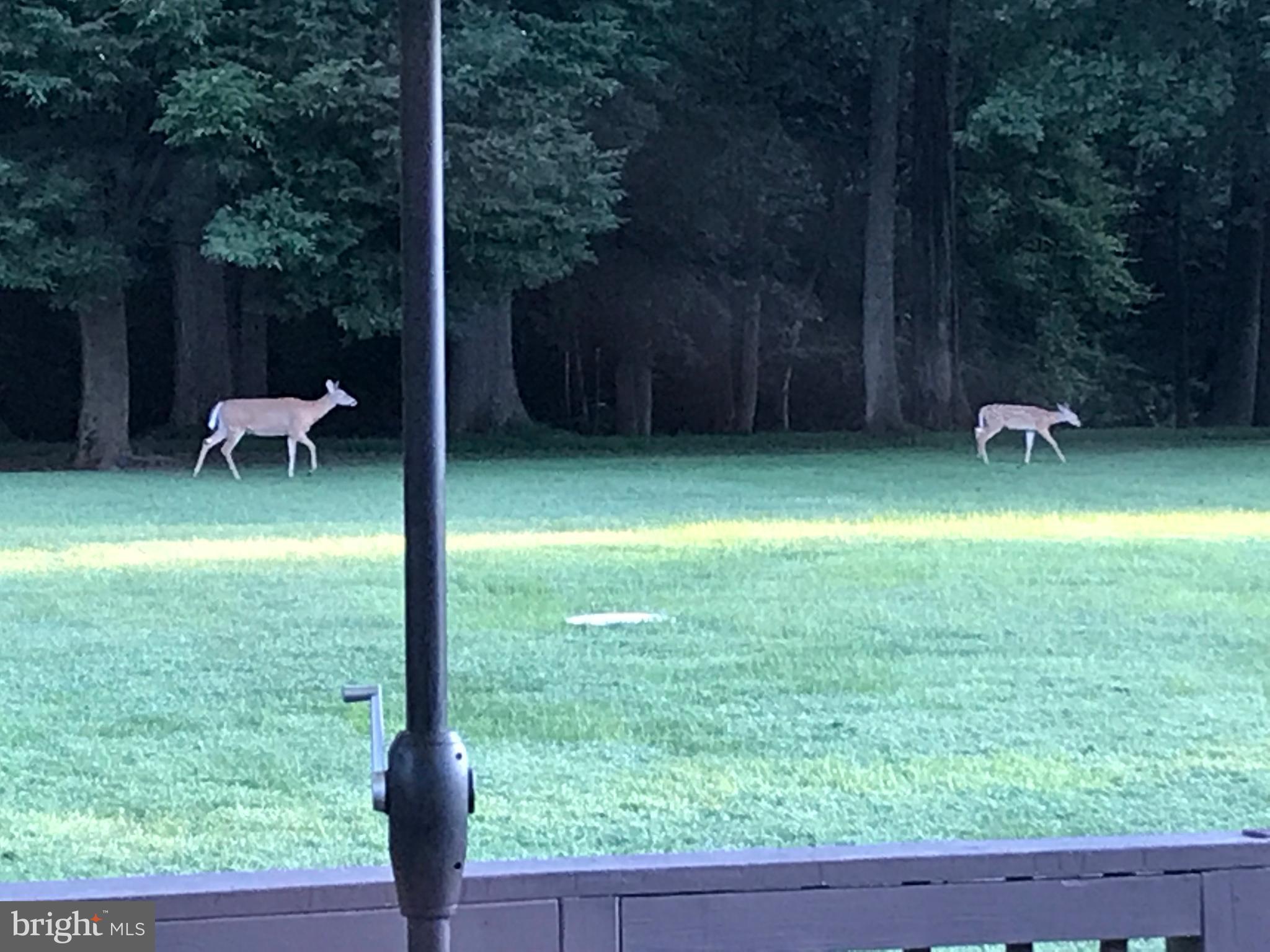 CHELSEA OF NOTTINGHAM - Residential