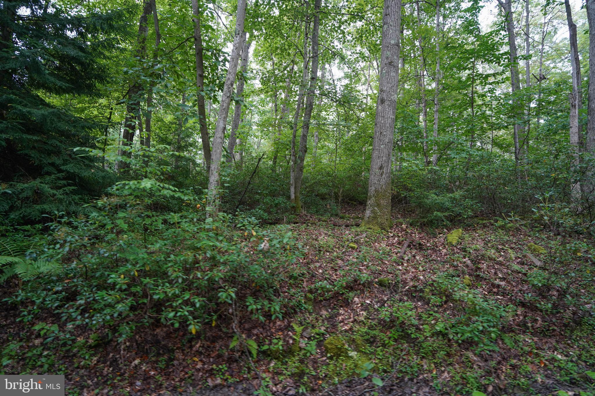 PINEY MOUNTAIN CORP - Land