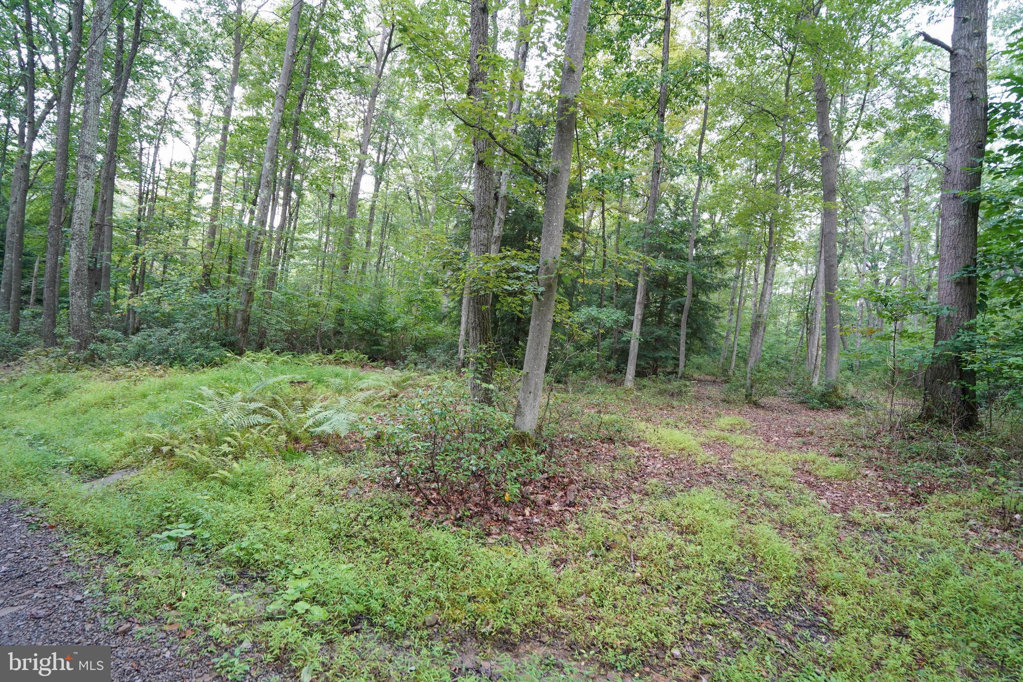 PINEY MOUNTAIN CORP - Land