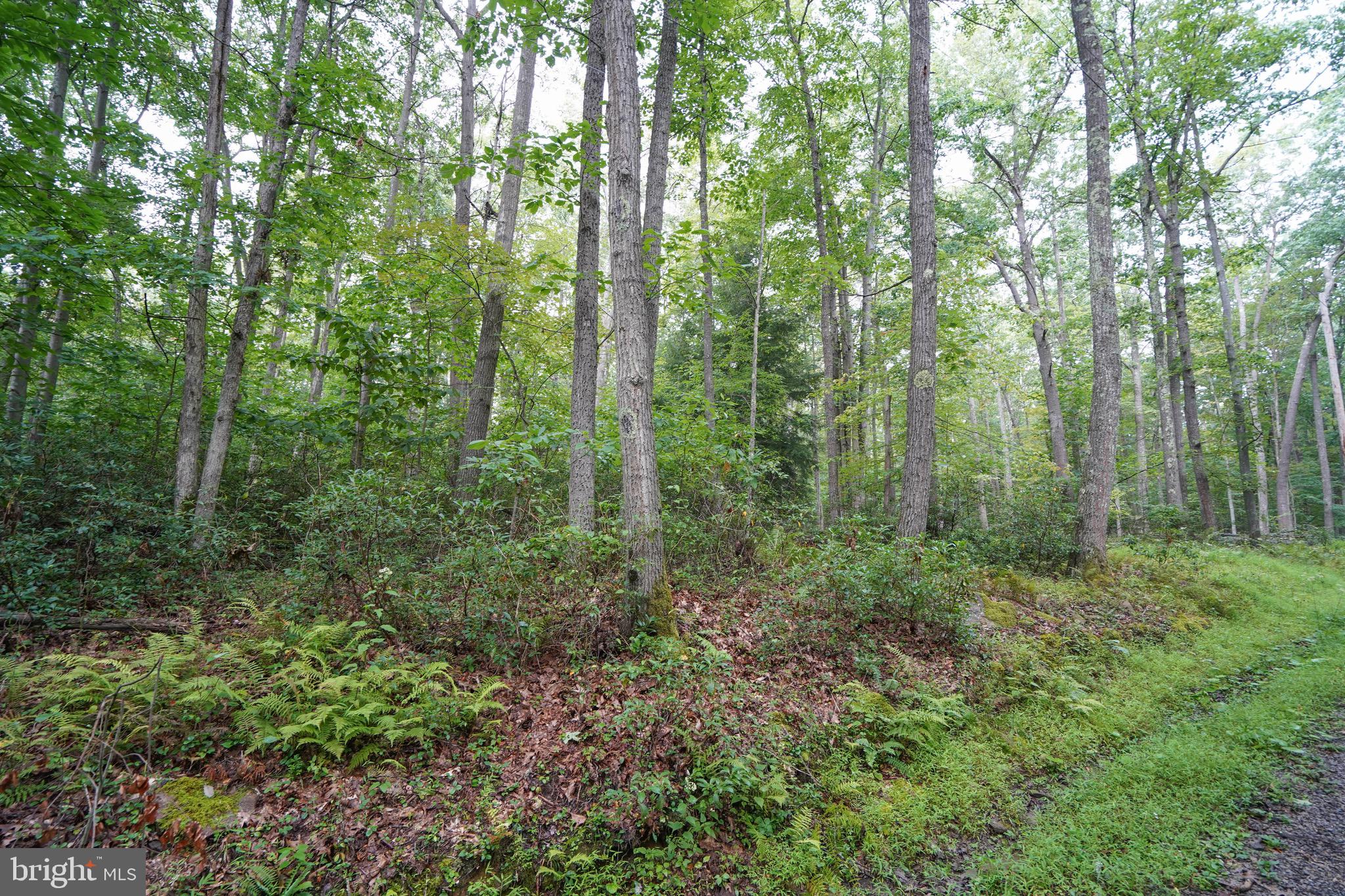 PINEY MOUNTAIN CORP - Land