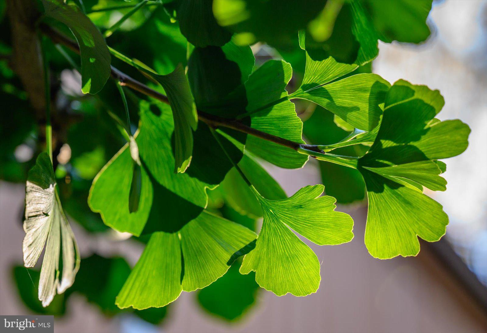 HOBBITS GLEN - Residential