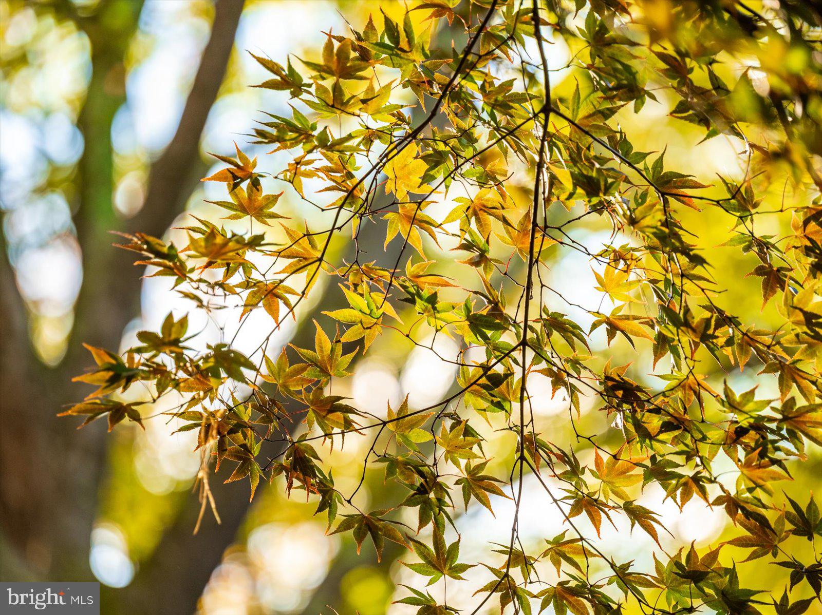 HOBBITS GLEN - Residential