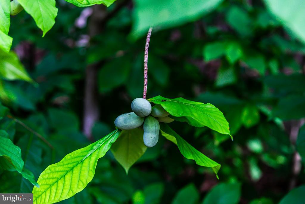 TIMBER RIDGE SD - Residential