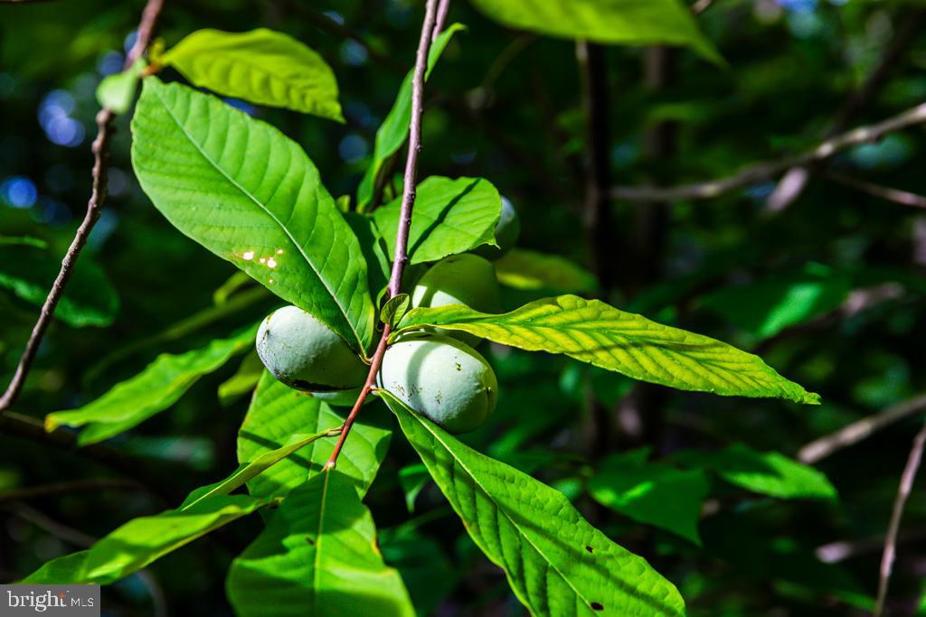 TIMBER RIDGE SD - Residential