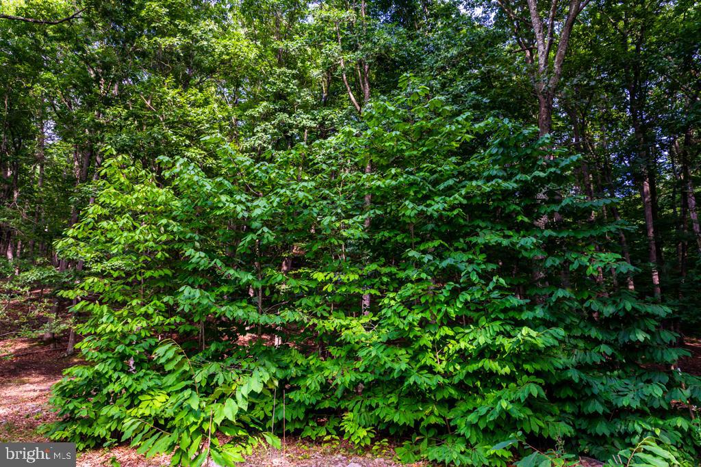 TIMBER RIDGE SD - Residential