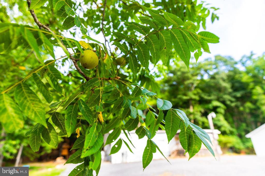 TIMBER RIDGE SD - Residential