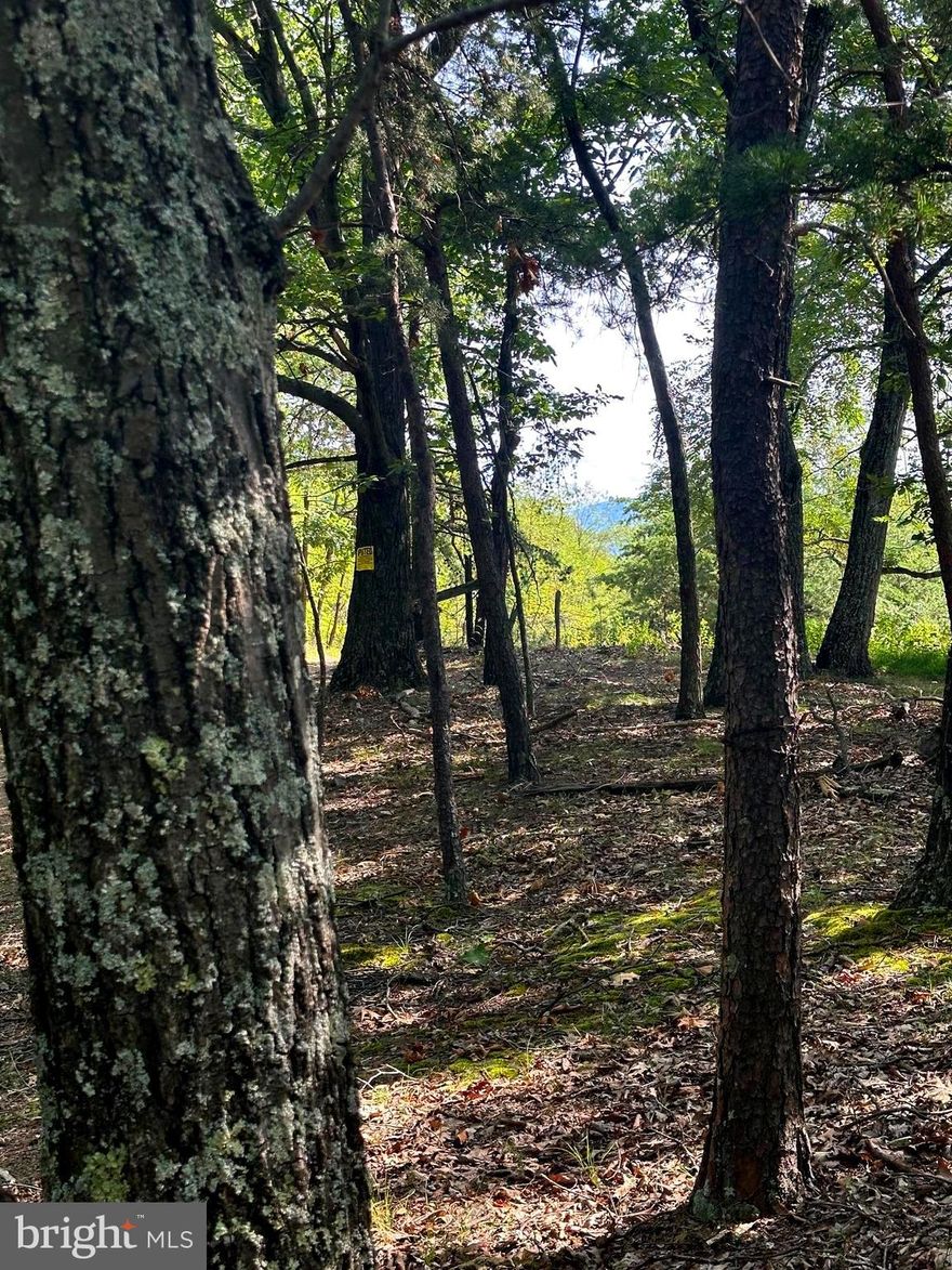 Escape to this Mountaintop property with an elevation of over 2100 ft.  You will find these 11 acres to be level to rolling with a downhill slope and usable terrain.  Potential for majestic Mountain Views.  Mature Timber and Electric Service is available along the property's edge.  Build your mountain getaway retreat and hideaway from the hustle and bustle of life.  Abundant wildlife has been reported.  Call today before it's gone.