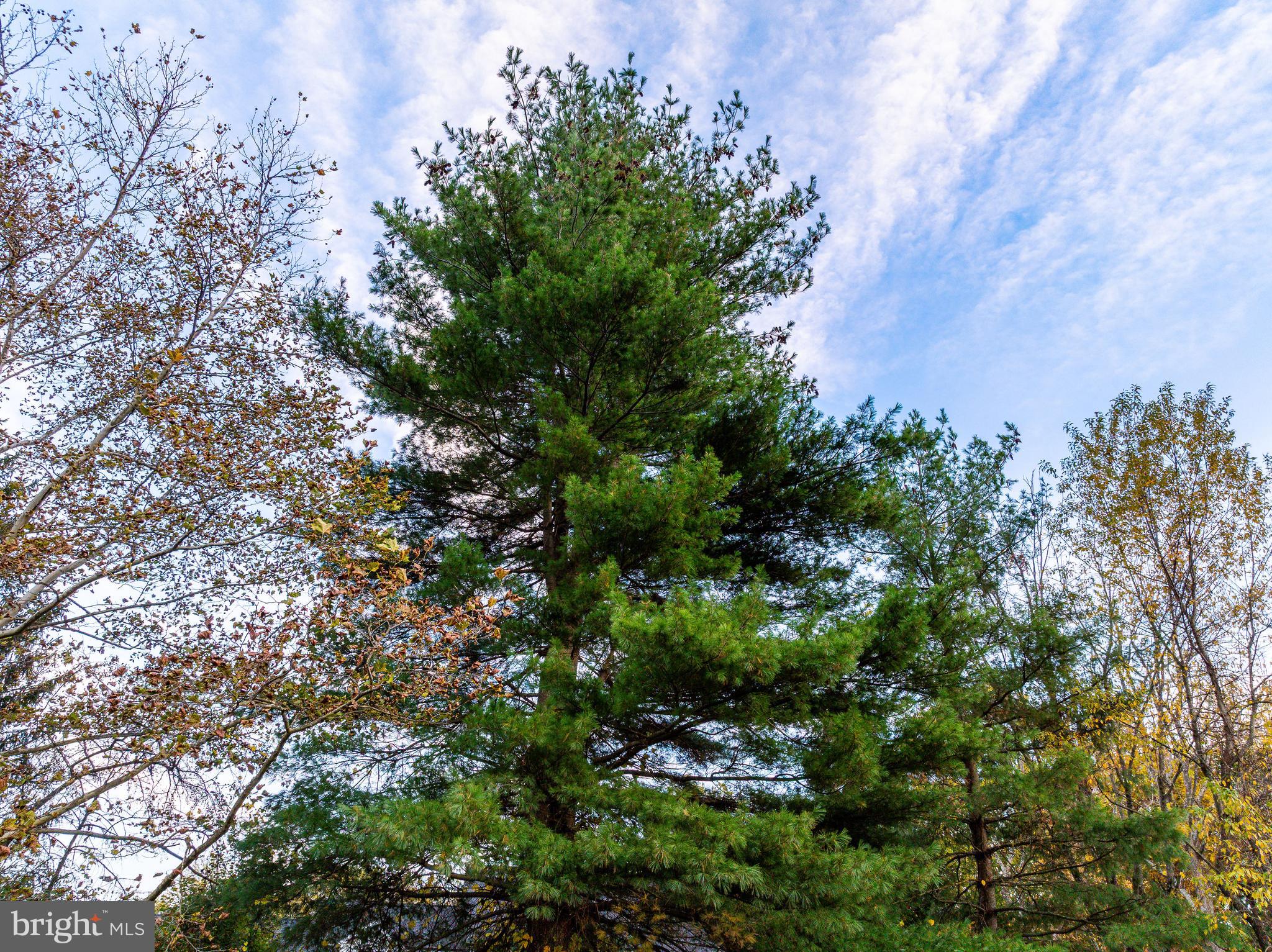 MEADOWVIEW FARMS - Residential