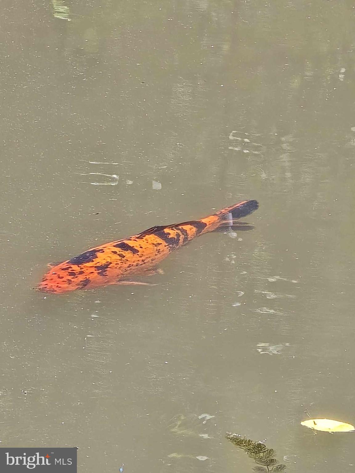 RAG MOUNTAIN ESTATES - Land