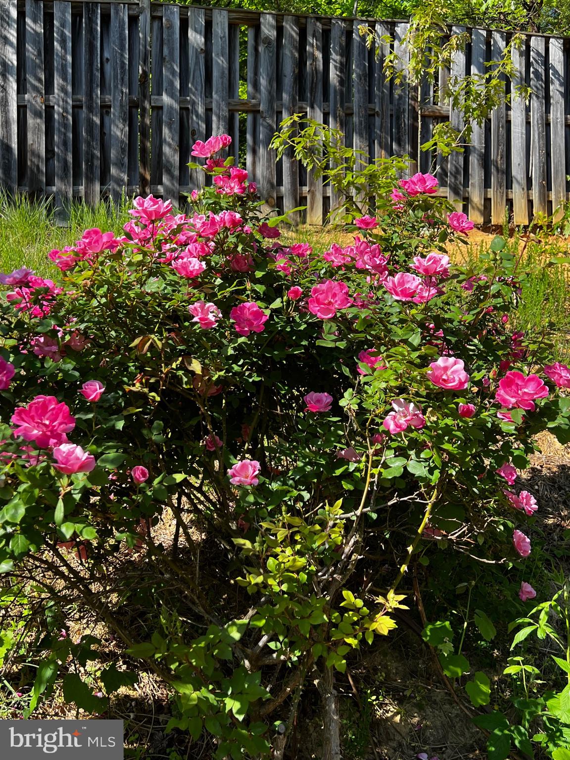 CAMBRIDGE CROSSING - Residential