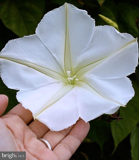 FEDERAL HILL - Residential